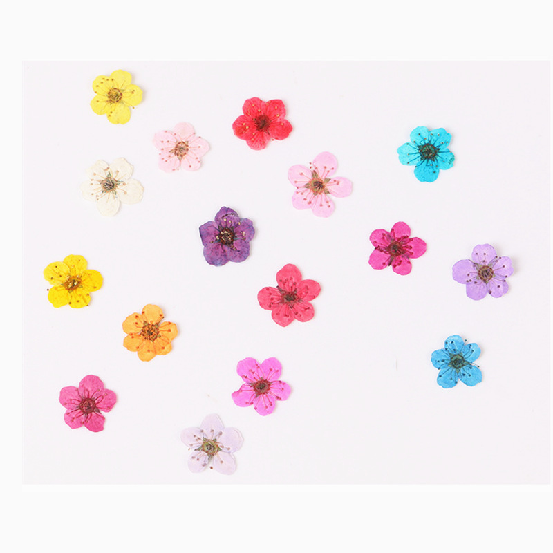 60pcs Mini Pressed Dried Narci - Dried Flower Bookmark ulasan dan harga