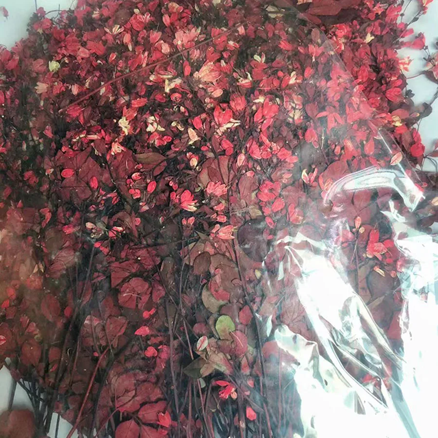 60pcs Dried Pressed Red Tang S - Dried Flower Bookmark ulasan dan harga