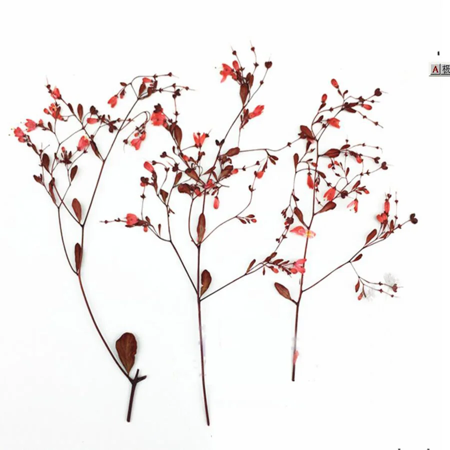 60pcs Dried Pressed Red Tang S - Dried Flower Bookmark ulasan dan harga